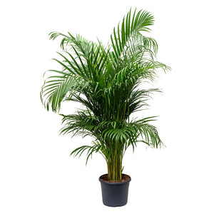 Chrysalidocarpus lutescens - Areca Palm