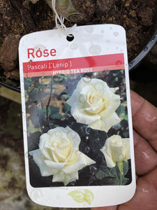 Rose “Pascali”