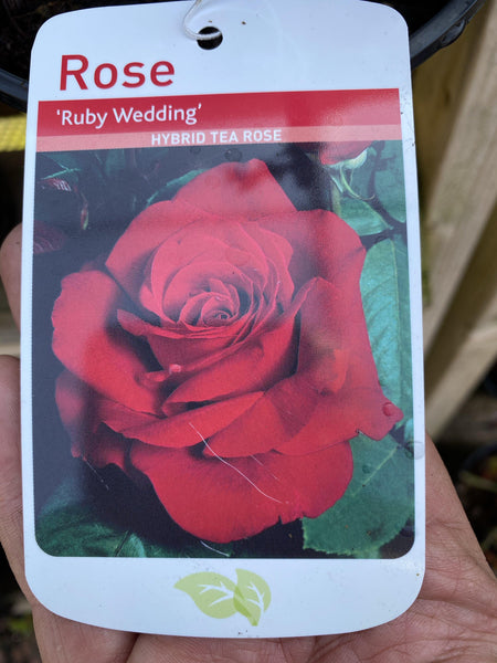 Rose “Ruby Wedding”