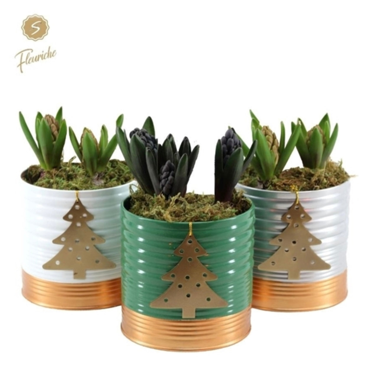 Double Hyacinth Arrangement 13cm