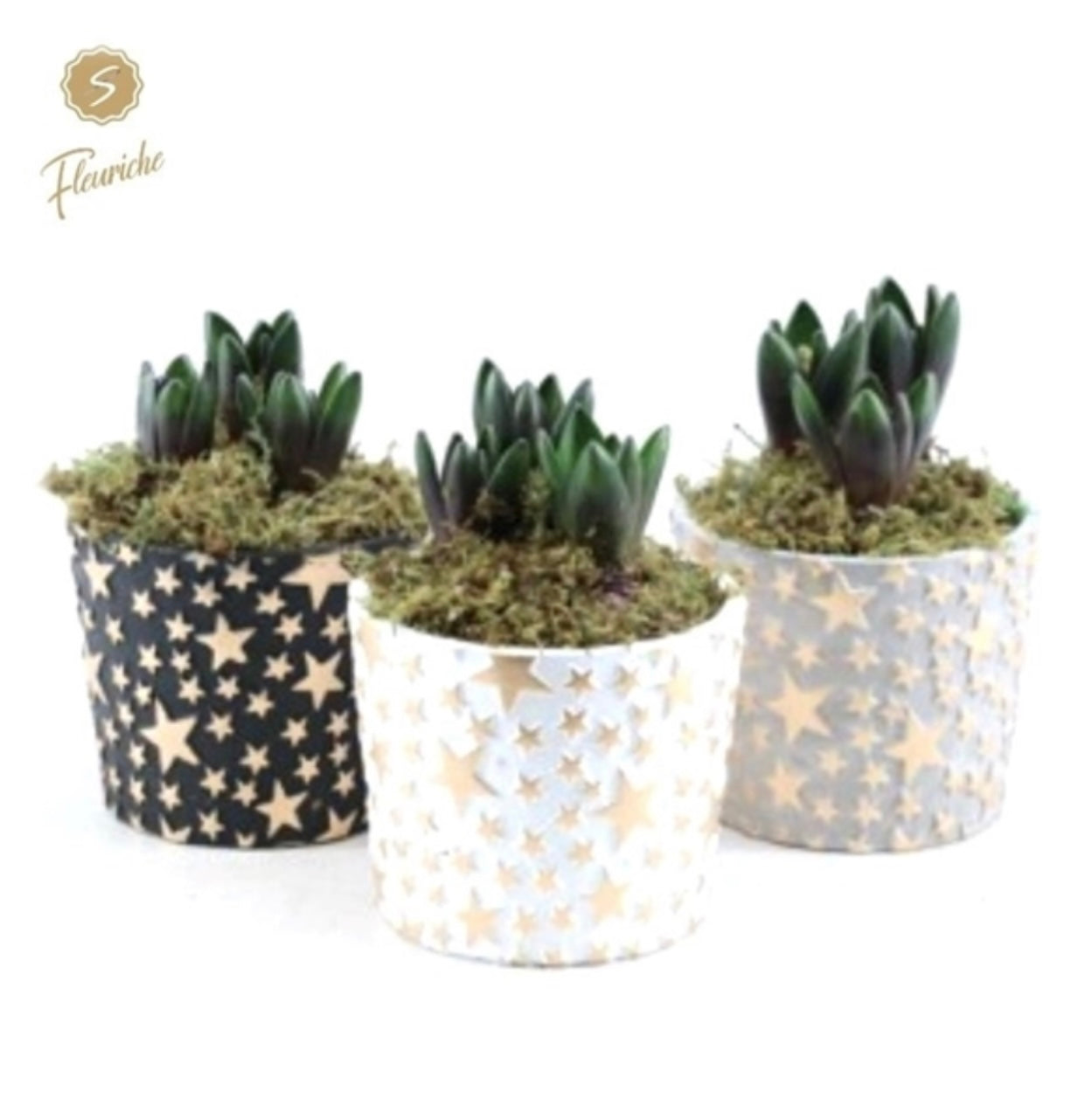 Triple Hyacinth Arrangement 13cm