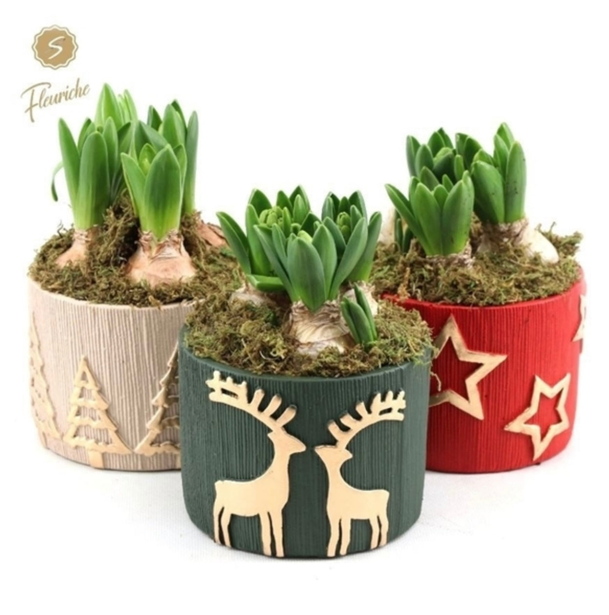 Triple Hyacinth Arrangement 16cm