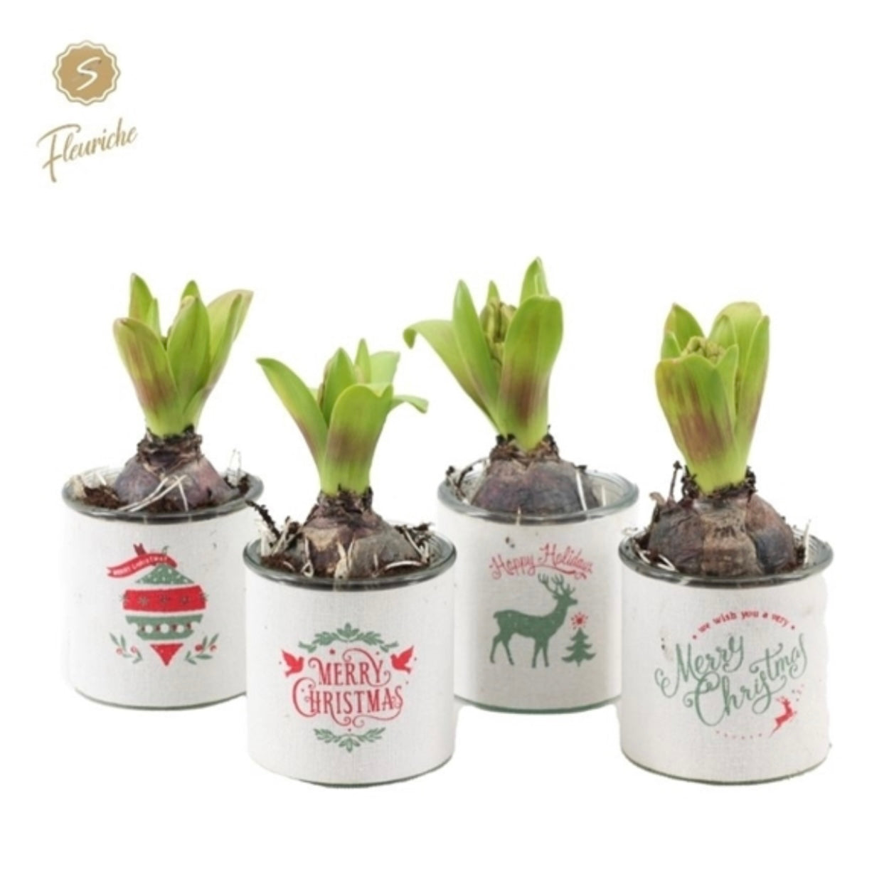 Single Hyacinth Arrangement 7cm