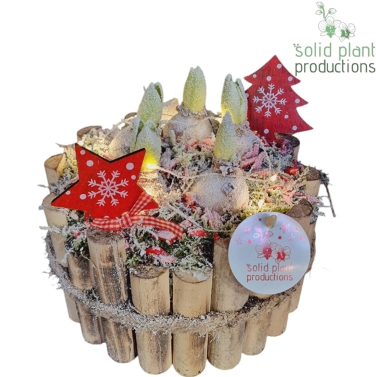 5 Hyacinth Arrangement 24cm