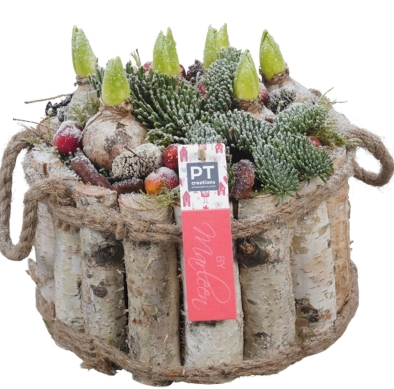 5 Hyacinth Arrangement 22cm