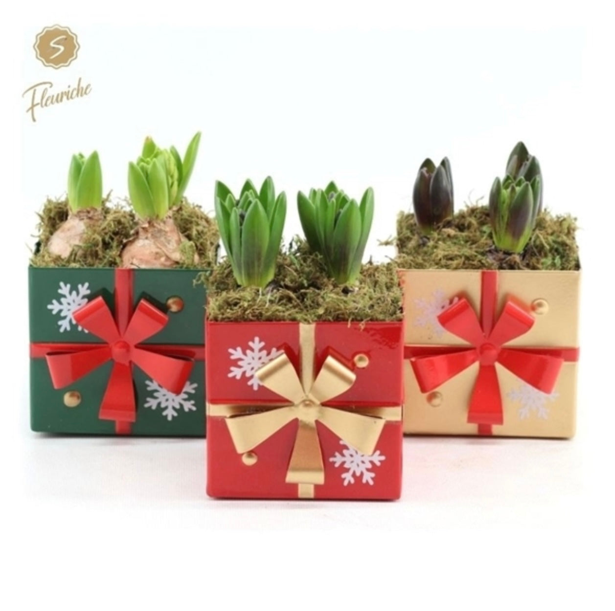 Triple Hyacinth Arrangement 14cm