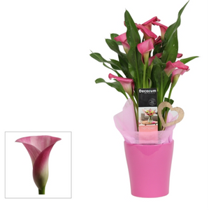 Mothers Day Calla Lily