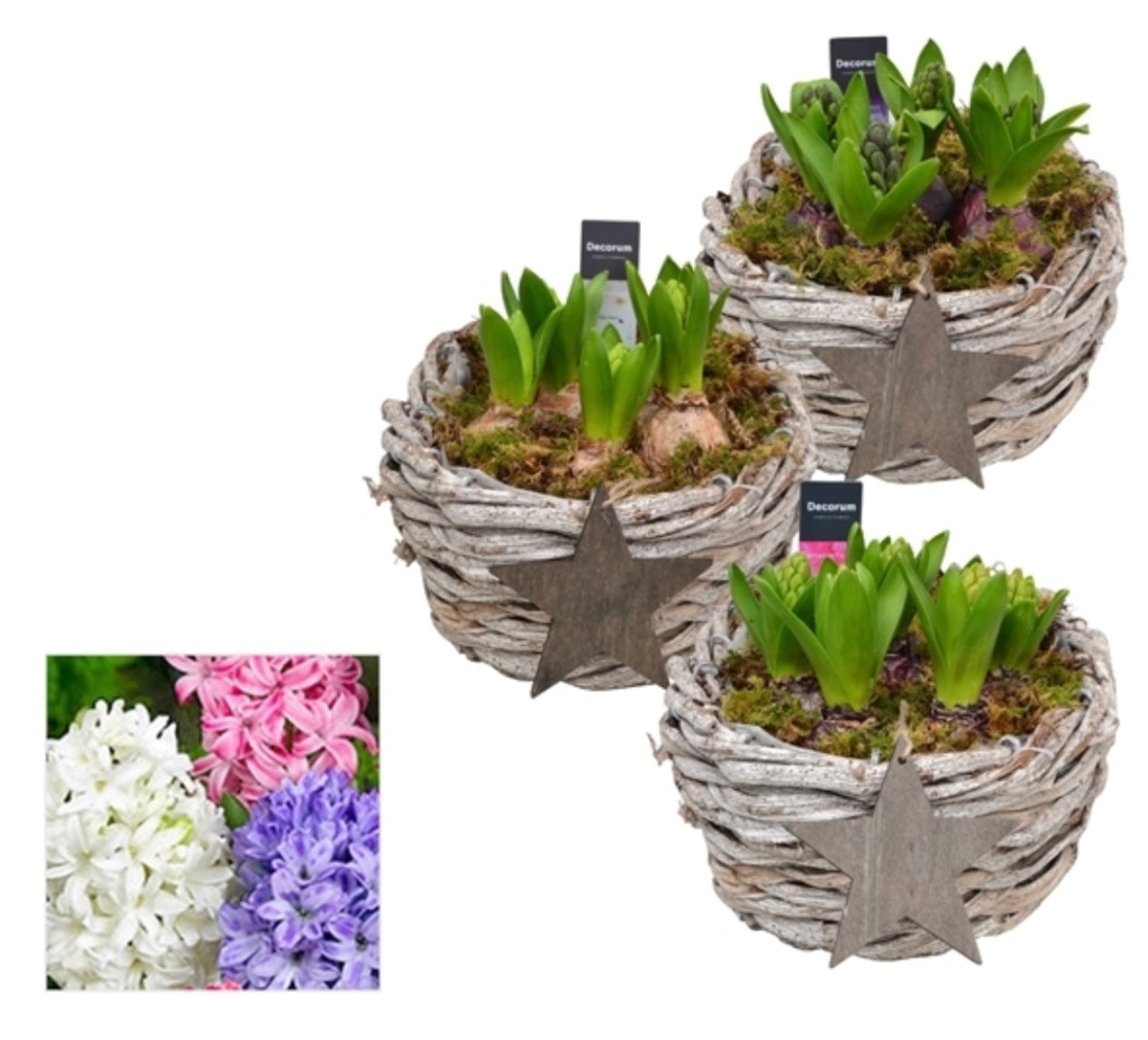 5 Hyacinth Arrangement 19cm