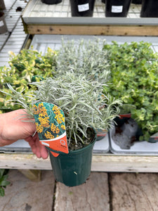 Curry Plant – Bespoke Blooms By Maybury