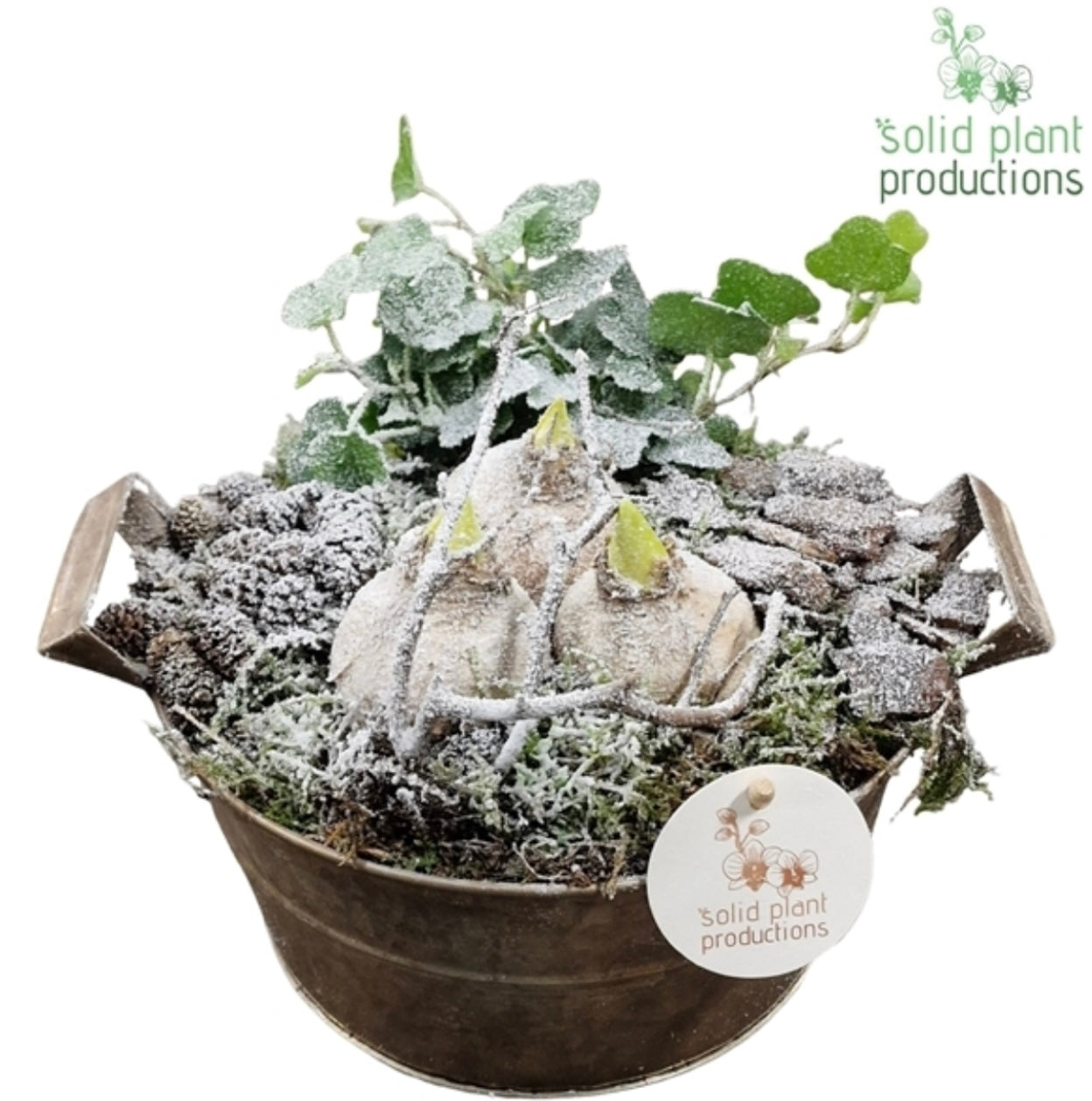 Triple Hyacinth Arrangement 20cm