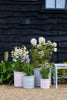 RHS Flora Pot