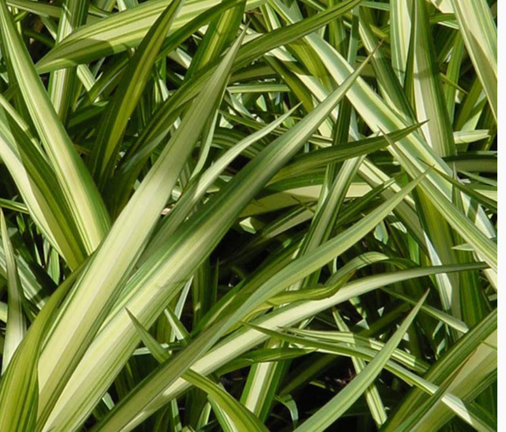 Phormium Yellow Wave