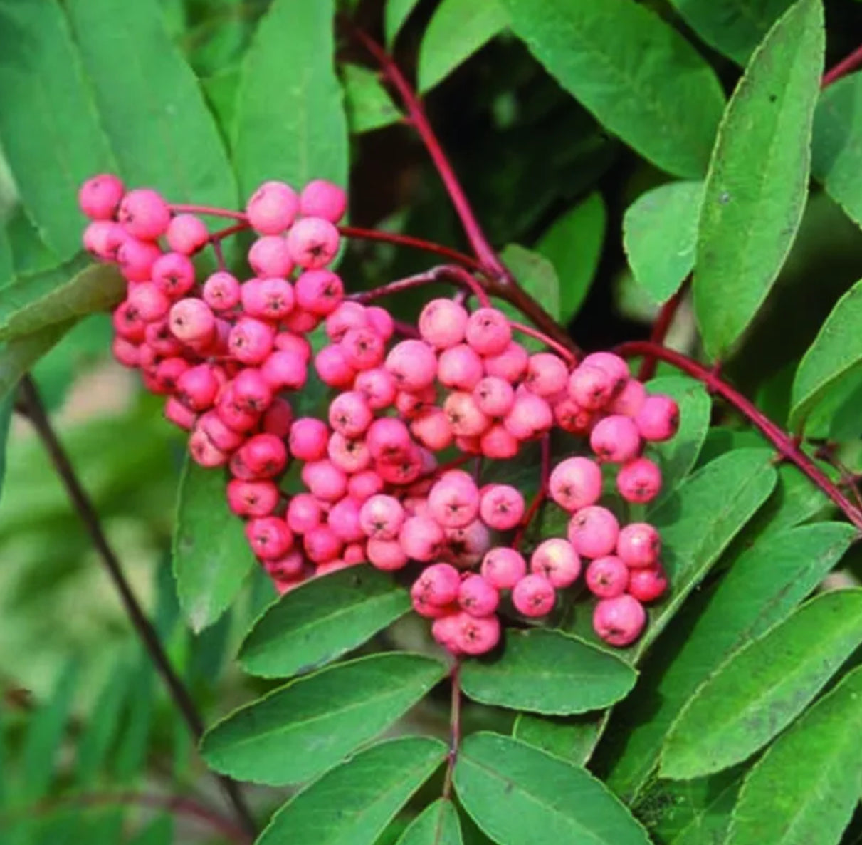 Sorbus Pink Ness – Bespoke Blooms By Maybury