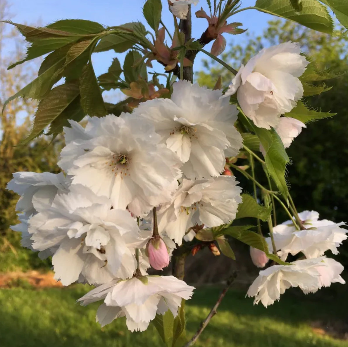 Prunus Blushing Bride – Bespoke Blooms By Maybury