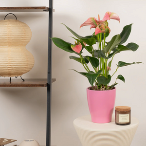 Mothers Day Anthurium