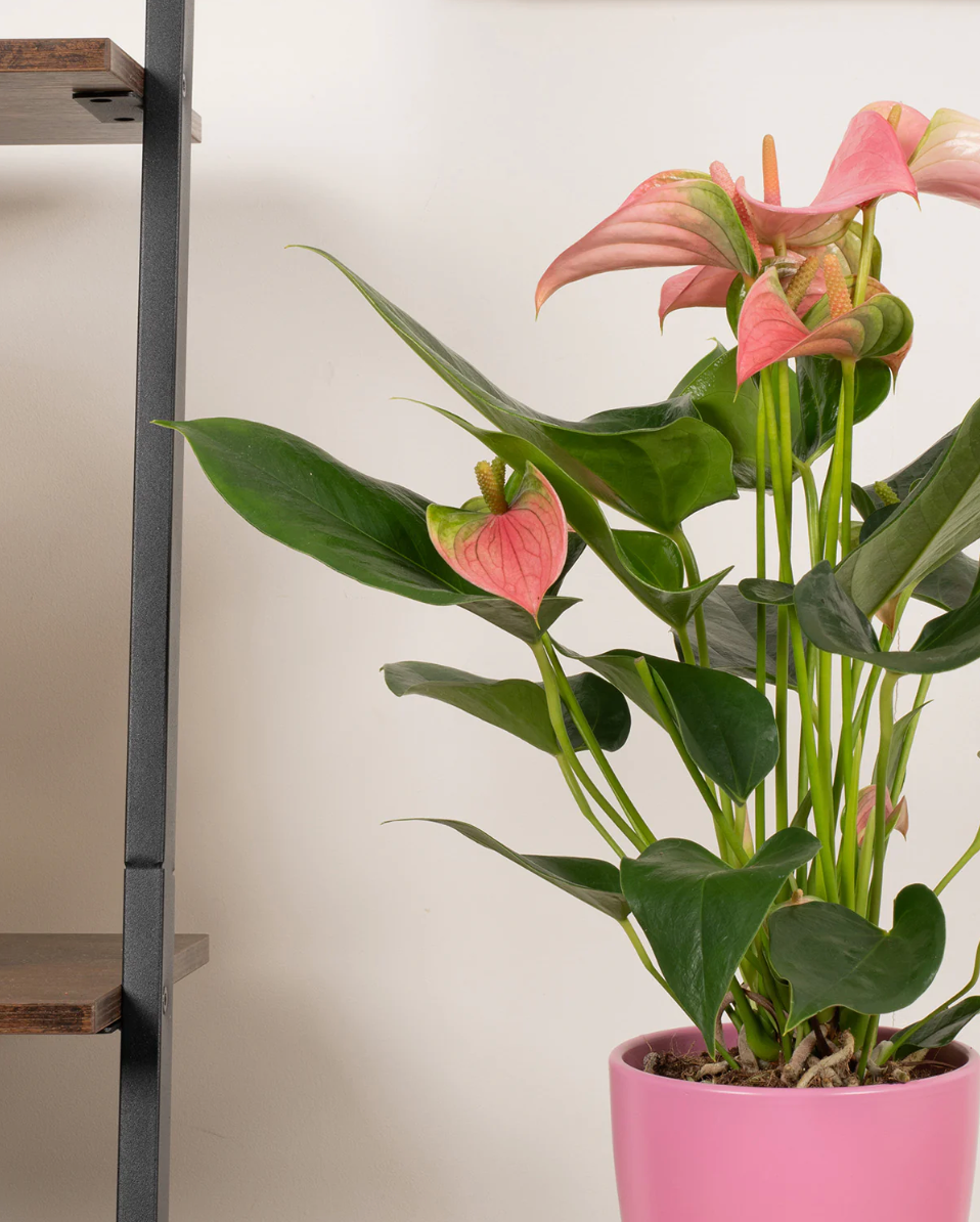 Mothers Day Anthurium