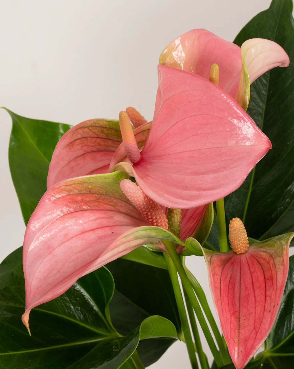 Mothers Day Anthurium