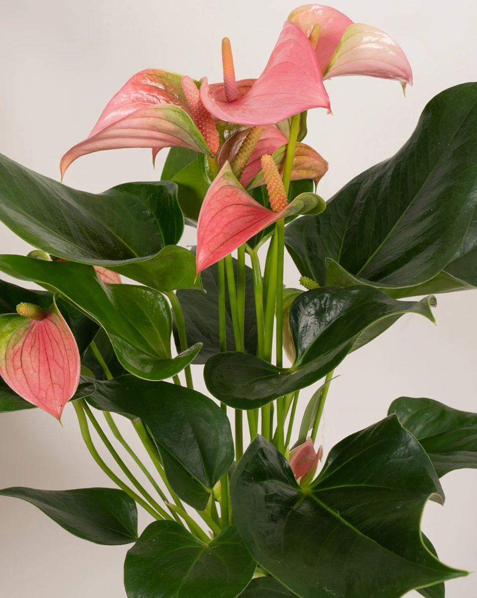 Mothers Day Anthurium