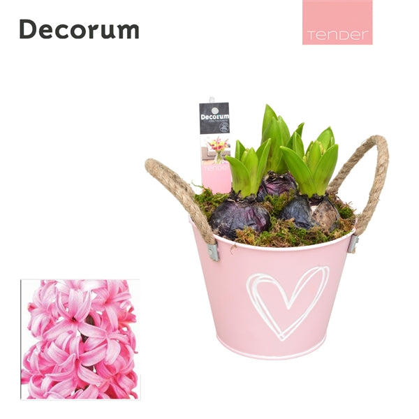 Mothers Day Hyacinth