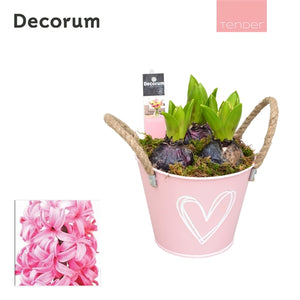 Mothers Day Hyacinth