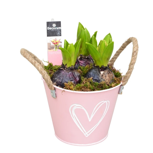 Mothers Day Hyacinth