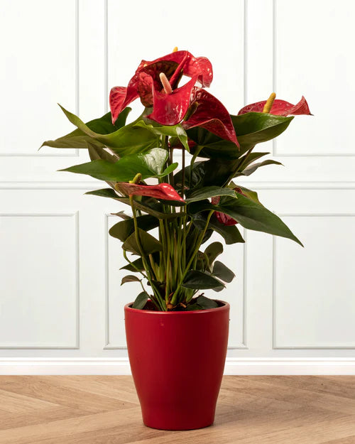 70cm Tall Anthurium