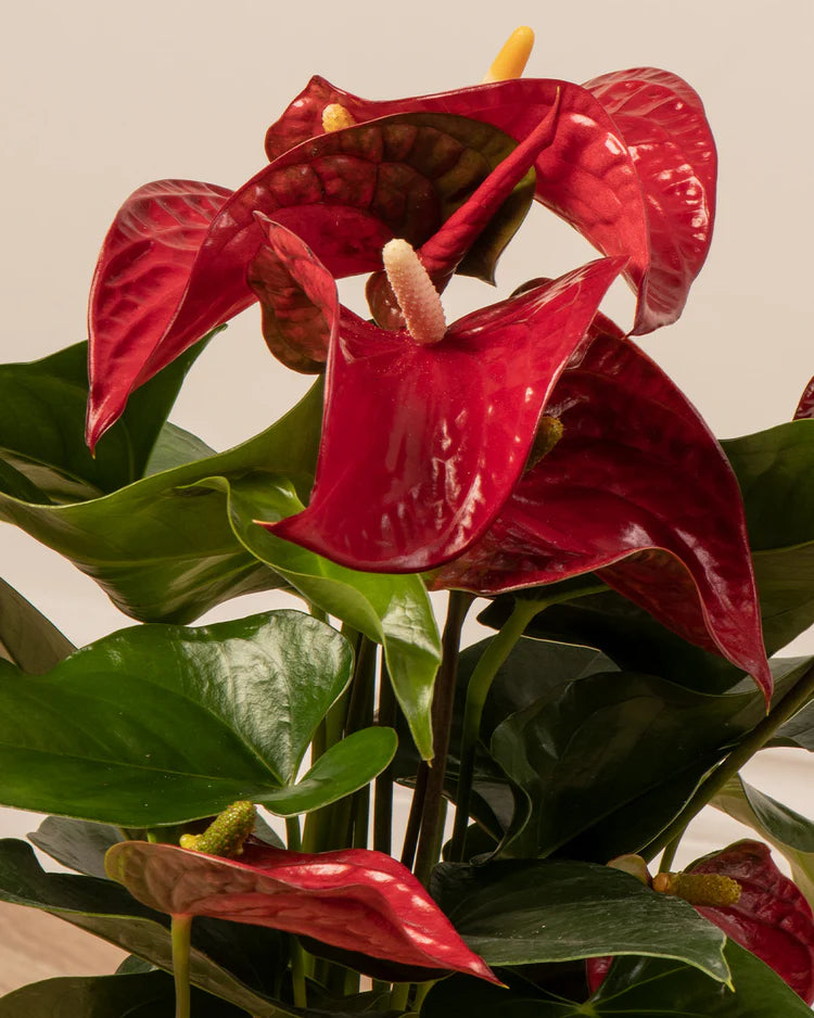 70cm Tall Anthurium