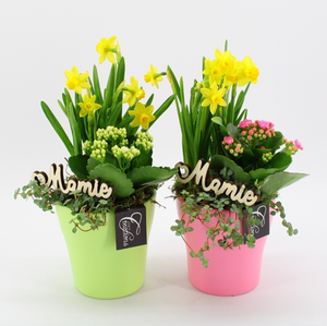 Mothers Day Plant Arrangement