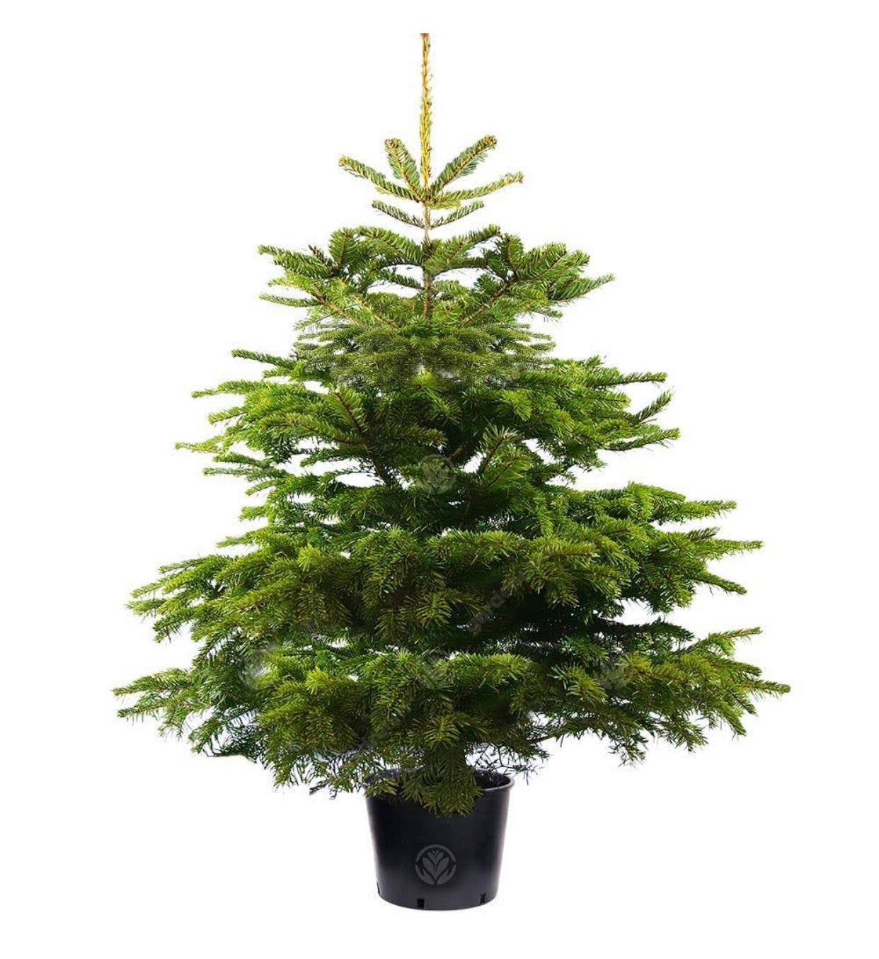 5FT Potted Nordmann Fir Christmas Tree with 100 Battery Lights