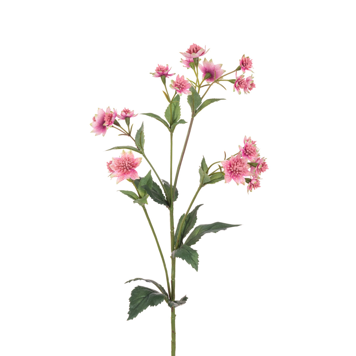 Astrantia - Two Tone Pink