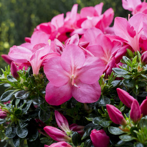 Azalea Anouk 3L