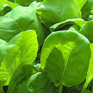 Lettuce Cut and Come Again Lambs Lettuce