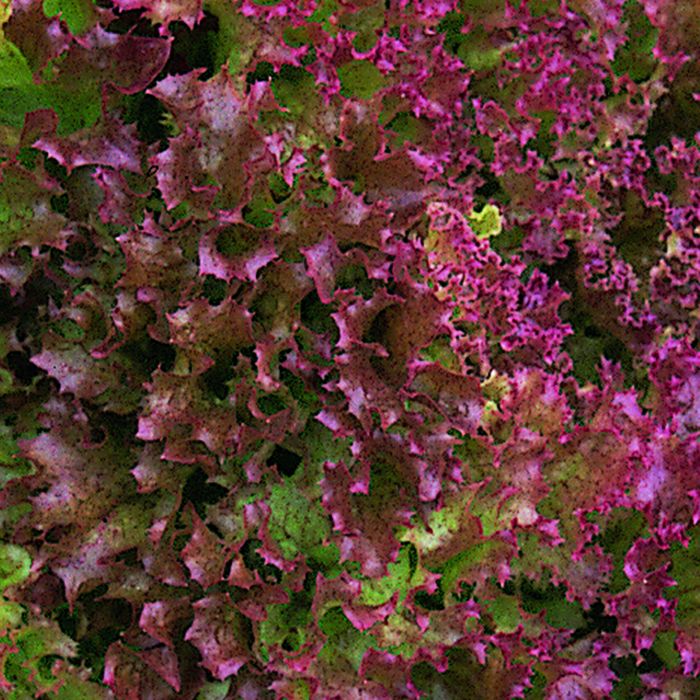 Lettuce Red Lollo Rosso