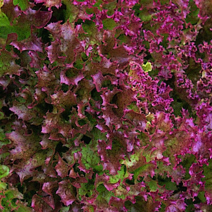 Red Lollo Lollo Rosso Lettuce Lollo Rosso Lettuce