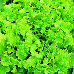 Lettuce Green Lollo Bionda