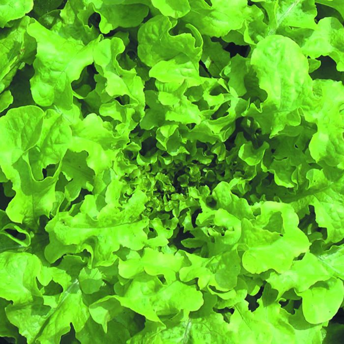 Lettuce Green Salad Bowl