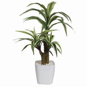 Dracaena Plant In Pot 46cm