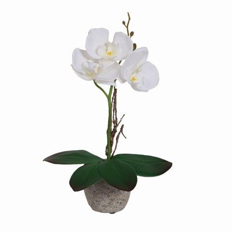 White Orchid In Pot 30cm
