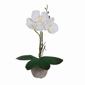 White Orchid In Pot 30cm