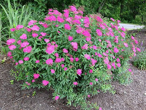 Spiraea Anthony Waterer