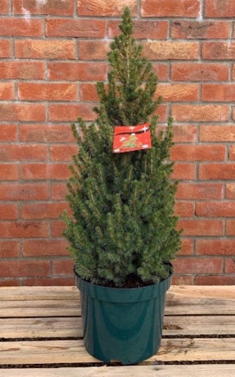 100-120cm Picea glauca Perfect