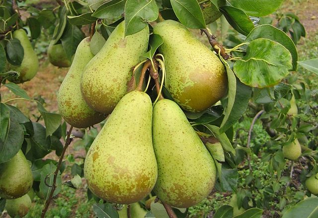 Conference Pear Tree