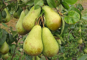 Conference Pear Tree