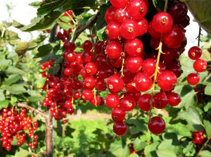 Redcurrant Jonkheer van Teets