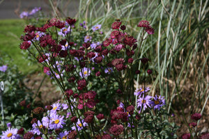 Astrantia Moulin Rouge