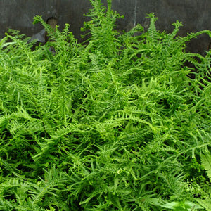 Athyrium filix-femina Victoriana