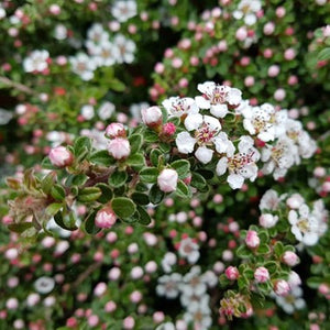 Cotoneaster Decorus