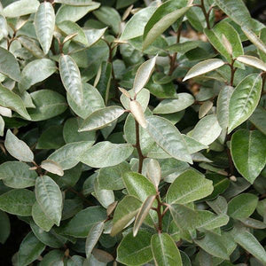 Elaeagnus Ebbeingei
