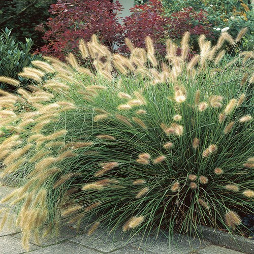 Pennisetum alopecuroides