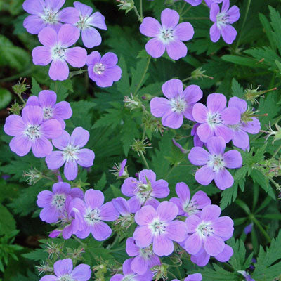 Geranium Mayflower